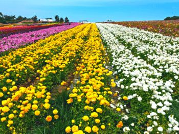 The Most Instagrammable Flowers Are in This California City