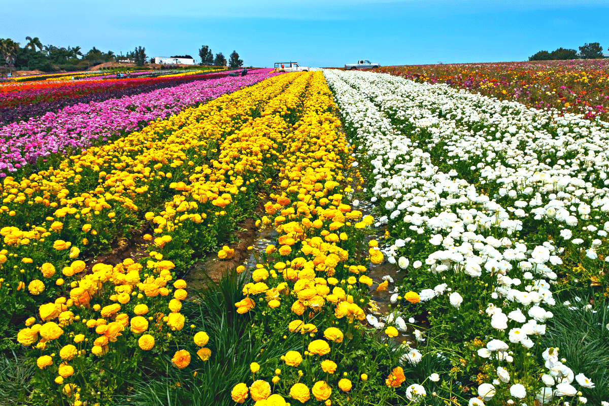 The Most Instagrammable Flowers Are in This California City