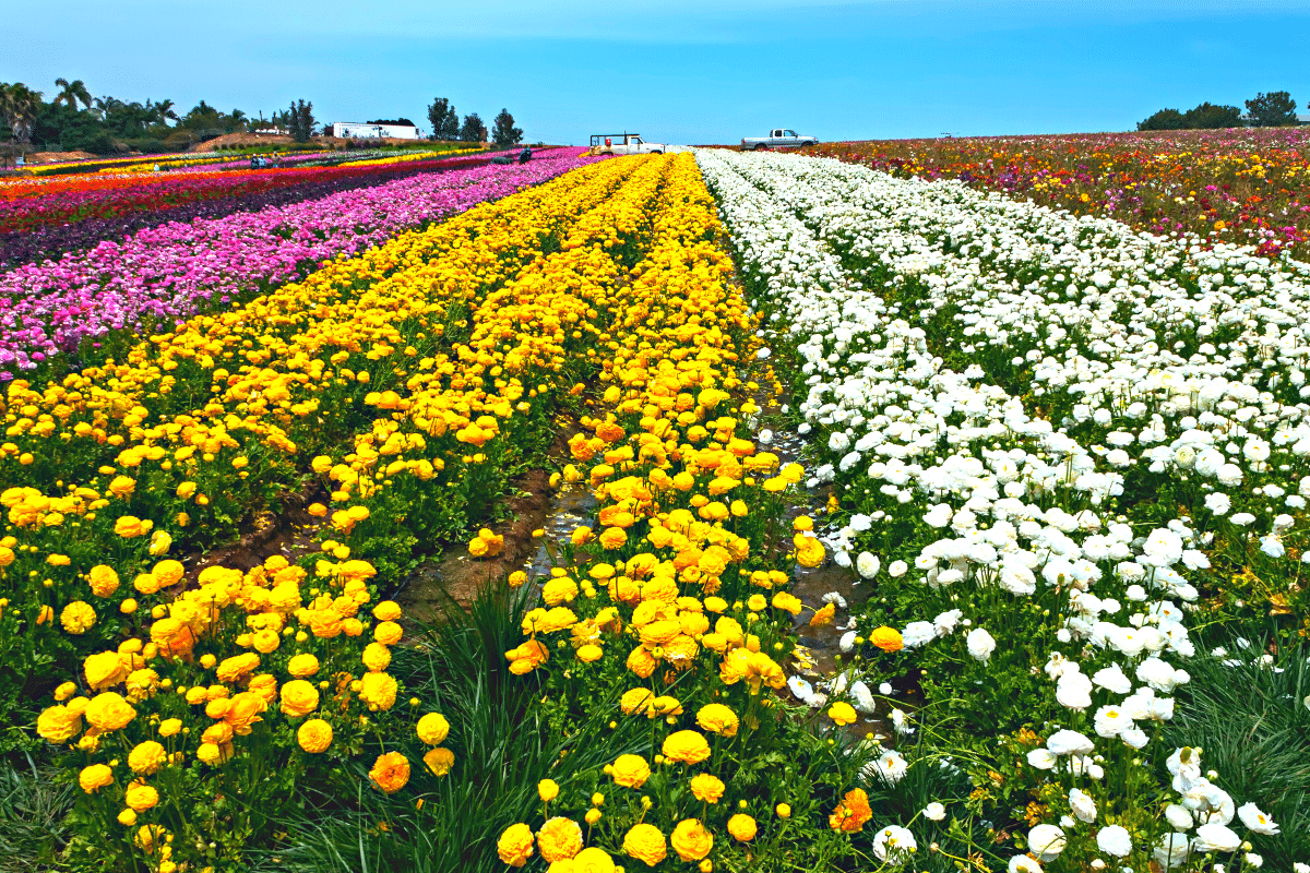 The Most Instagrammable Flowers Are in This California City | Go With ...